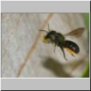 Osmia leiana - Mauerbiene 01d 9mm mit Harz fuer Trennwand- OS-Insektenhotel det.jpg